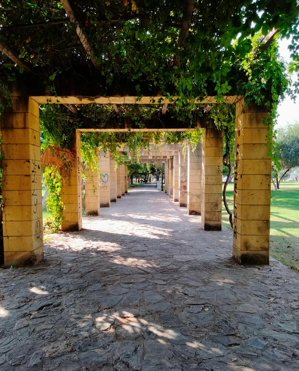 trellis with climber plant
